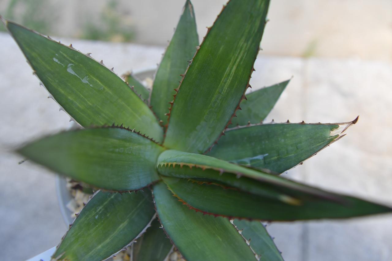 Agave impressa
