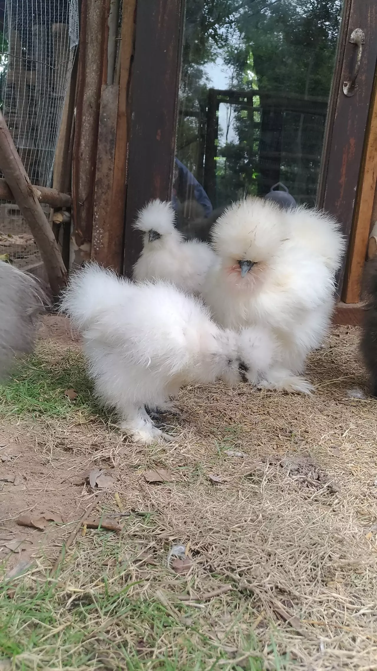 เกษตรกรผัวหาบเมียคอน เลี้ยง "ไก่ซิลกี้" ชิลๆ อาชีพทำเงิน เดือนละ 6 หมื่น