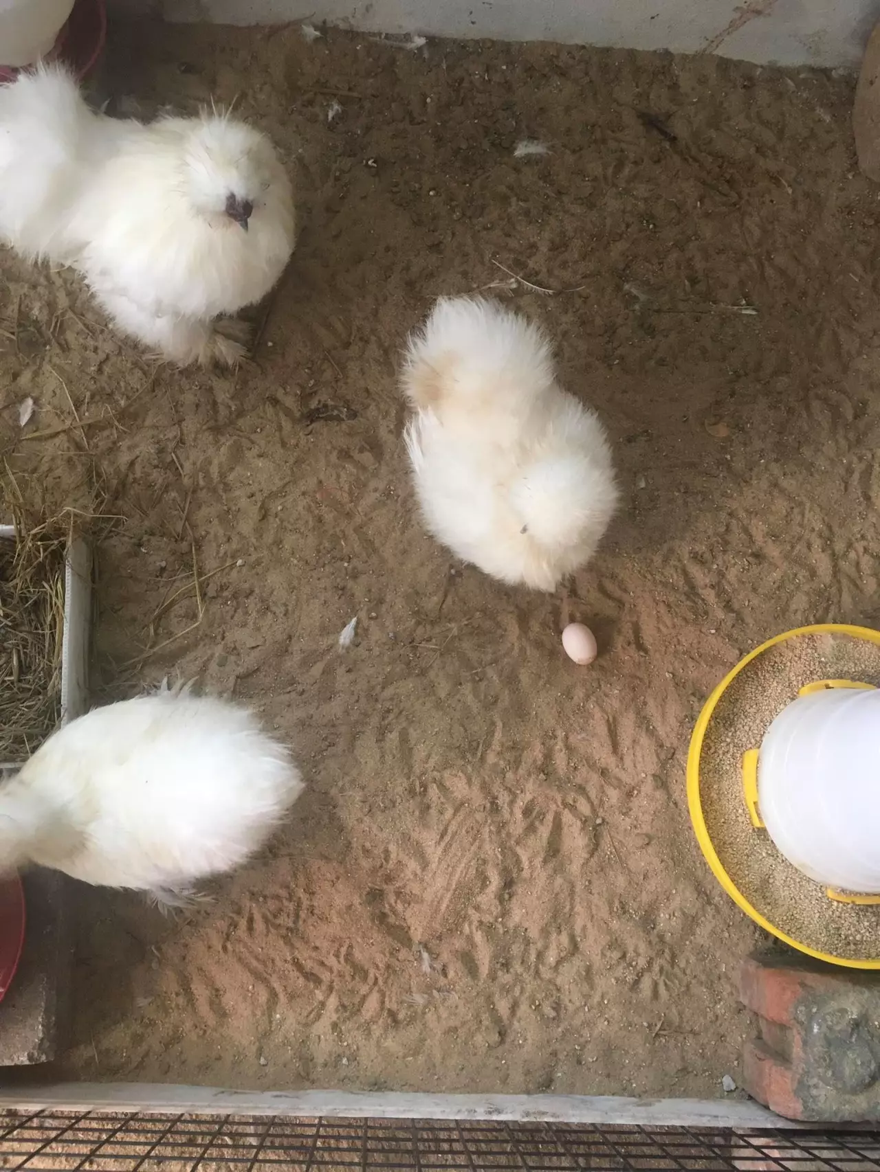 เกษตรกรผัวหาบเมียคอน เลี้ยง "ไก่ซิลกี้" ชิลๆ อาชีพทำเงิน เดือนละ 6 หมื่น
