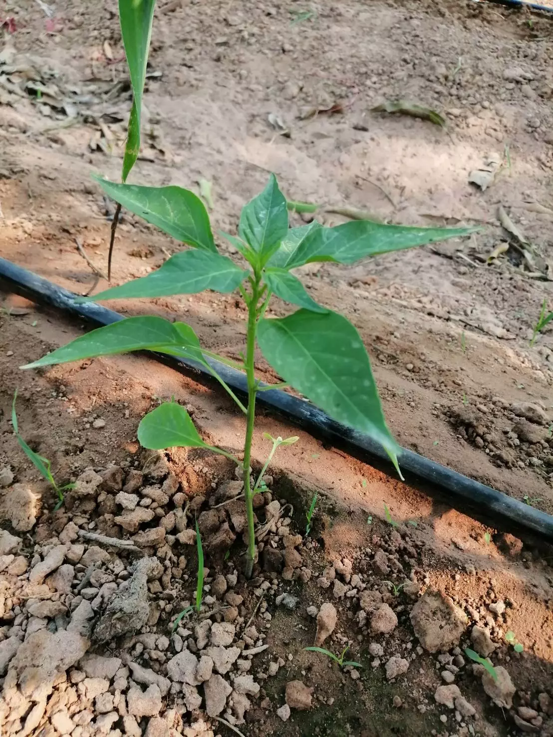 คนหาว่าบ้า ออกงานมาปลูกพริก เกษตรกรวัย 26 เอาชนะคำดูถูก 4 ปีมีรายได้ล้าน 