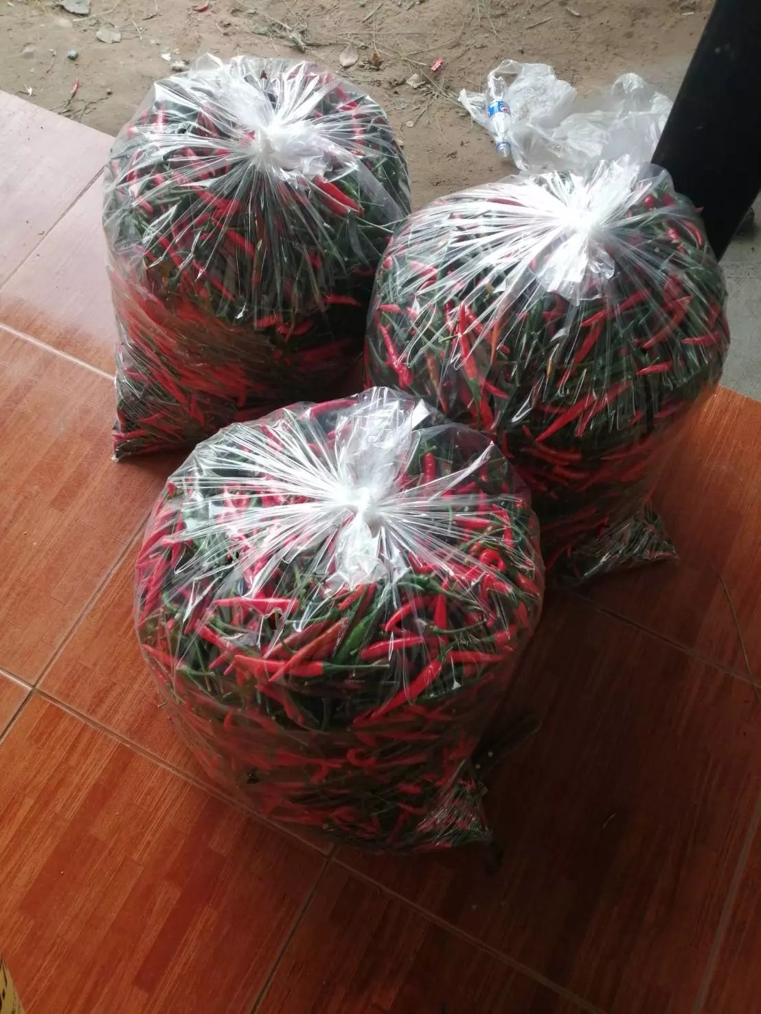 คนหาว่าบ้า ออกงานมาปลูกพริก เกษตรกรวัย 26 เอาชนะคำดูถูก 4 ปีมีรายได้ล้าน 