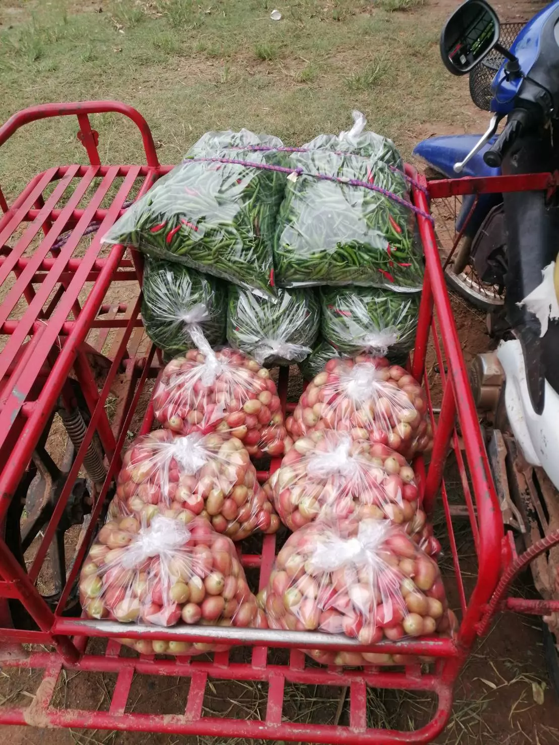 คนหาว่าบ้า ออกงานมาปลูกพริก เกษตรกรวัย 26 เอาชนะคำดูถูก 4 ปีมีรายได้ล้าน 