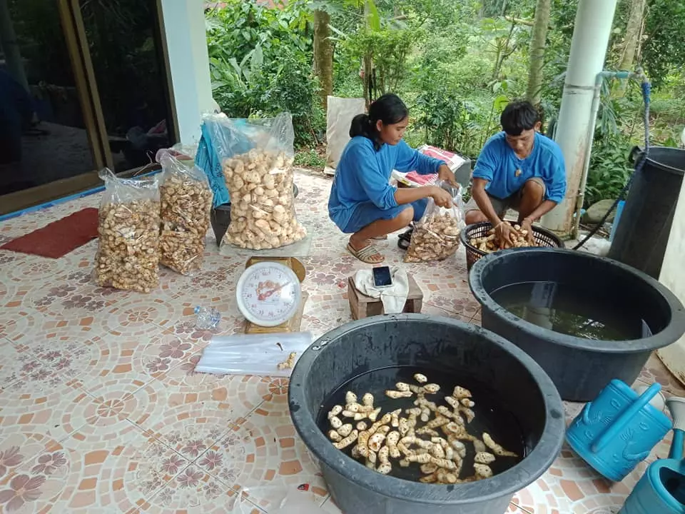 ปลูกครั้งเดียว ทำเงินนาน 10 ปี จากวิศวกรสู่เกษตรกร รายได้เดือนละเกือบแสน