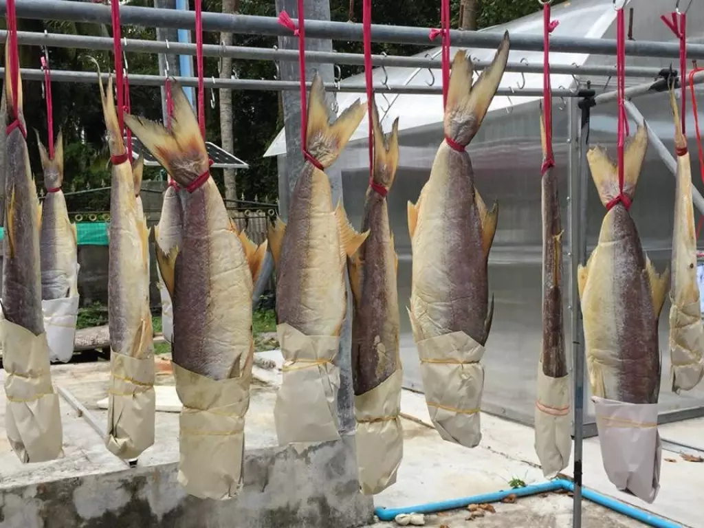 "ปลากุเลาเค็มตากใบ" มีดีอะไร? ทำไมถูกเลือกขึ้นโต๊ะเสิร์ฟผู้นำเอเปก