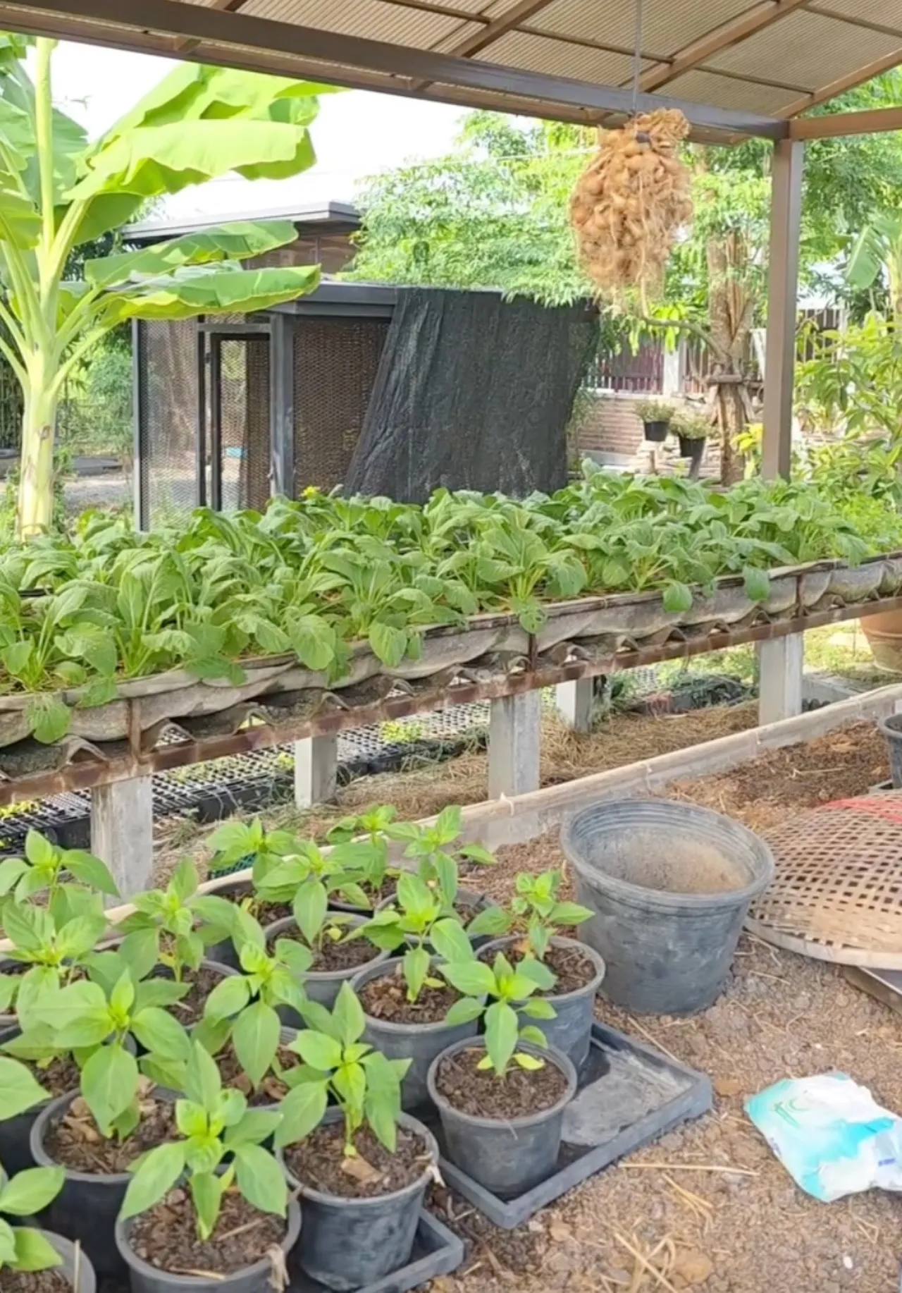 เปิดสวนคุณยายเจ๊เกล ชมพู่ อารยา พาลูกๆ ใช้ชีวิตบ้านๆ เก็บไข่ เก็บผักมาทำกิน