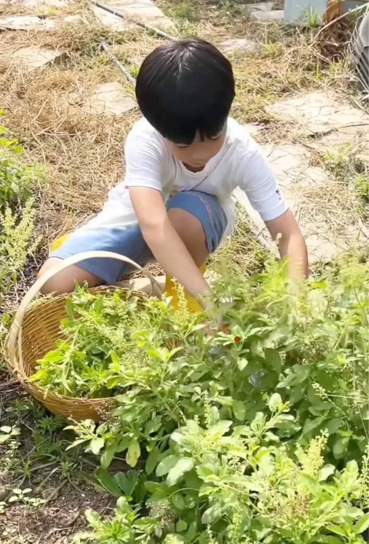 เปิดสวนคุณยายเจ๊เกล ชมพู่ อารยา พาลูกๆ ใช้ชีวิตบ้านๆ เก็บไข่ เก็บผักมาทำกิน