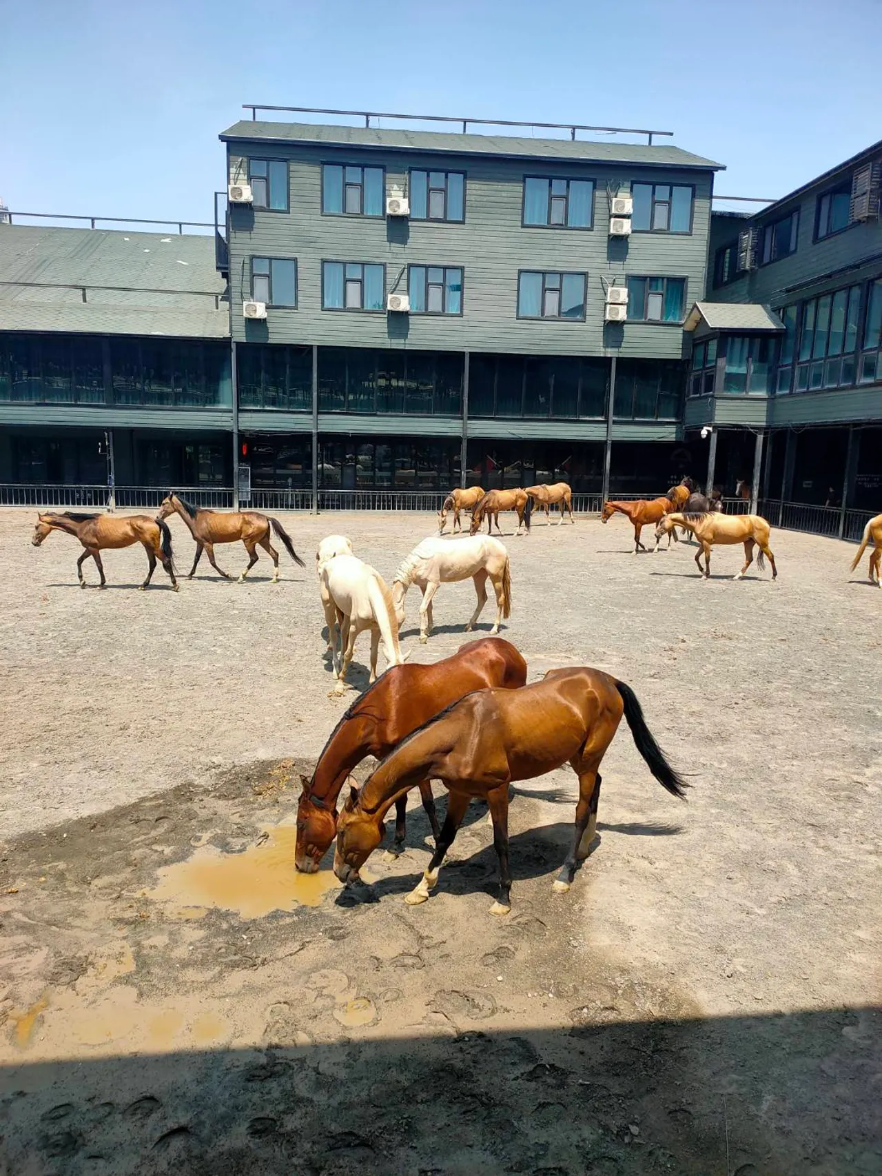 ตามหาม้าเหงื่อโลหิตในตำนาน ในซินเจียงอุยกูร์