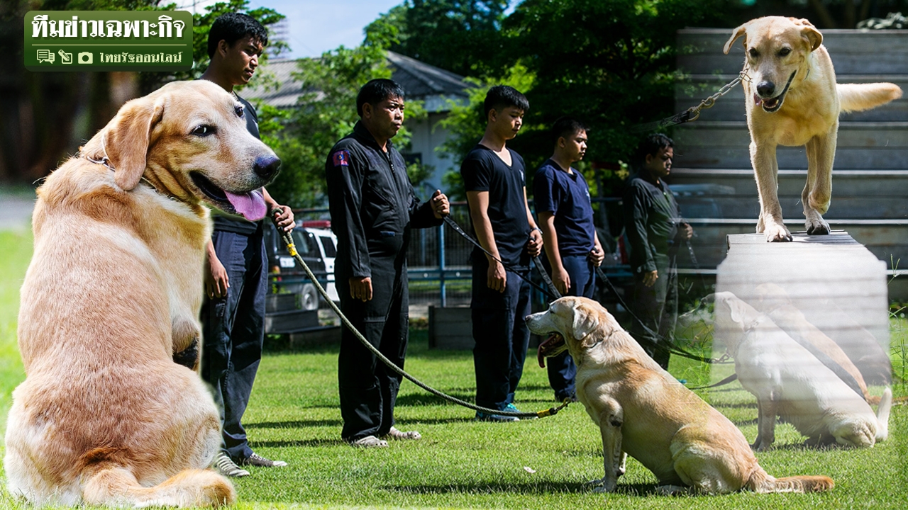 สืบค้น กอบกู้ สู้คนร้าย! ยอดสุนัขตำรวจ K9 สี่ขาผู้กล้า เสี่ยงตายเพื่อชาติ