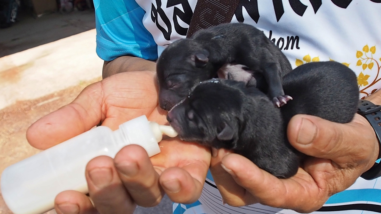 แสนเศร้าลูกหมา 2 ตัวของ "เจ้าเฉาก๊วย" แม่หมาท้องแก่ โดนยาเบื่อตายแล้ว