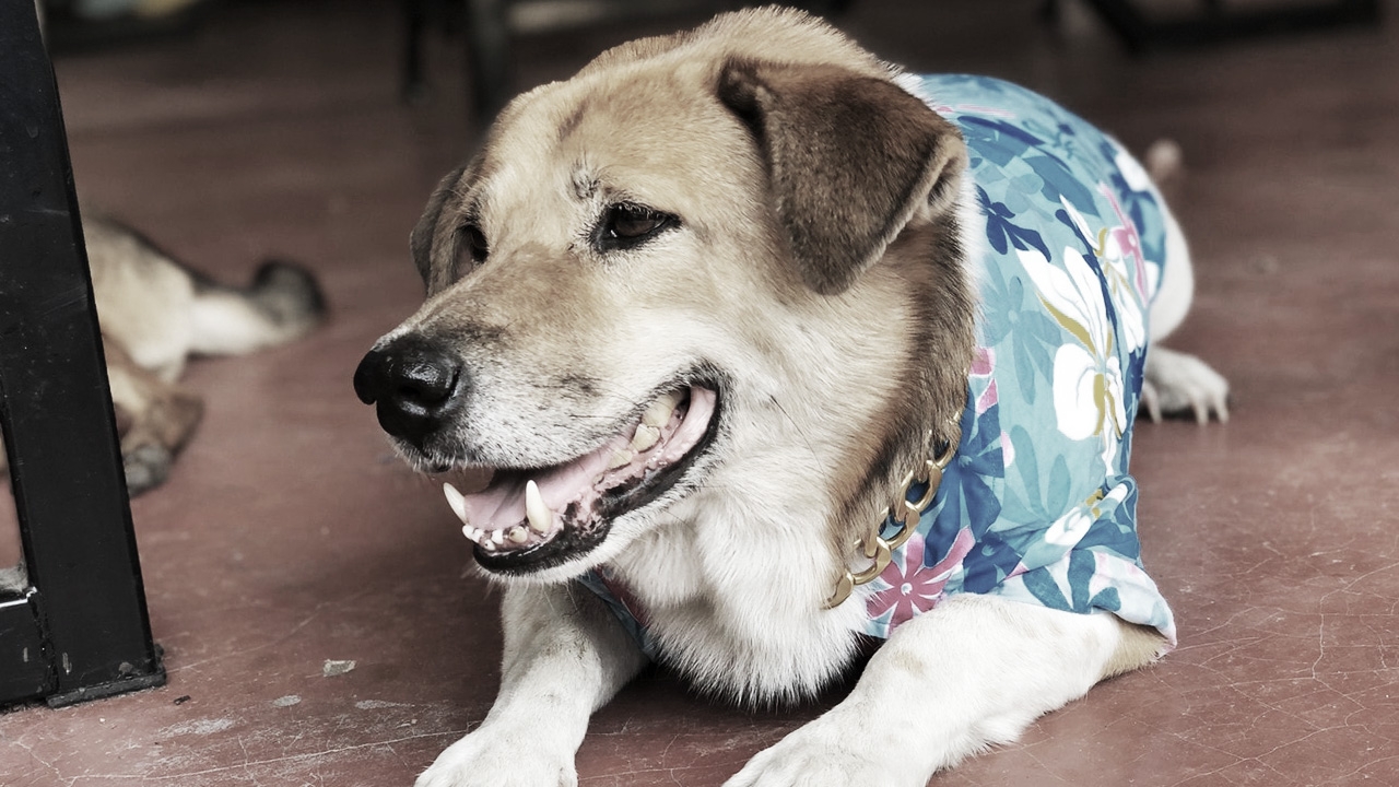 ตร.คาด เตี้ย มช. ถูกรถชน เตรียมทำรูปปั้นเป็นสัญลักษณ์ สุนัขชุมชน