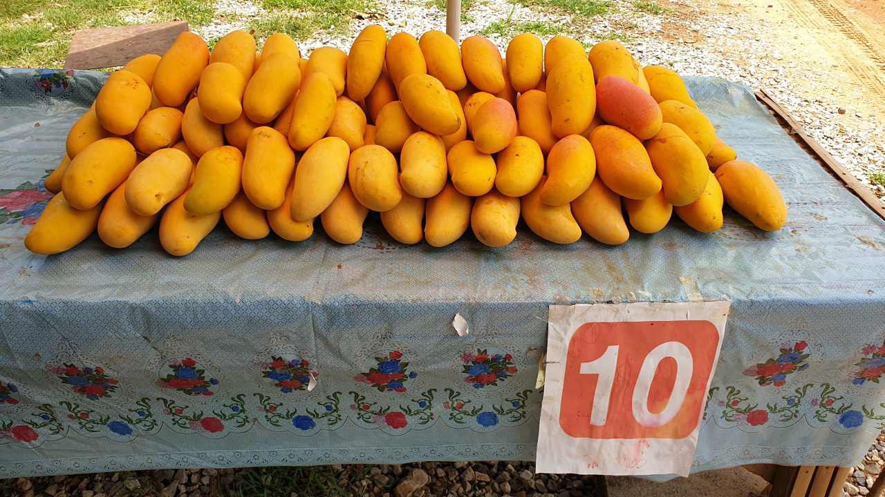 โควิดมา ทำชาวสวนมะม่วงมหาชนกน้ำตาตก โละทิ้งโลละ 10 บาท