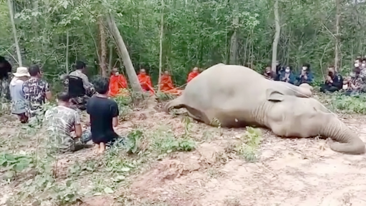 เศร้า ช้างป่าเขาอ่างฤาไน ดับคาสวนไผ่ พบงวงไหม้ พื้นที่มีรั้วไฟฟ้า 