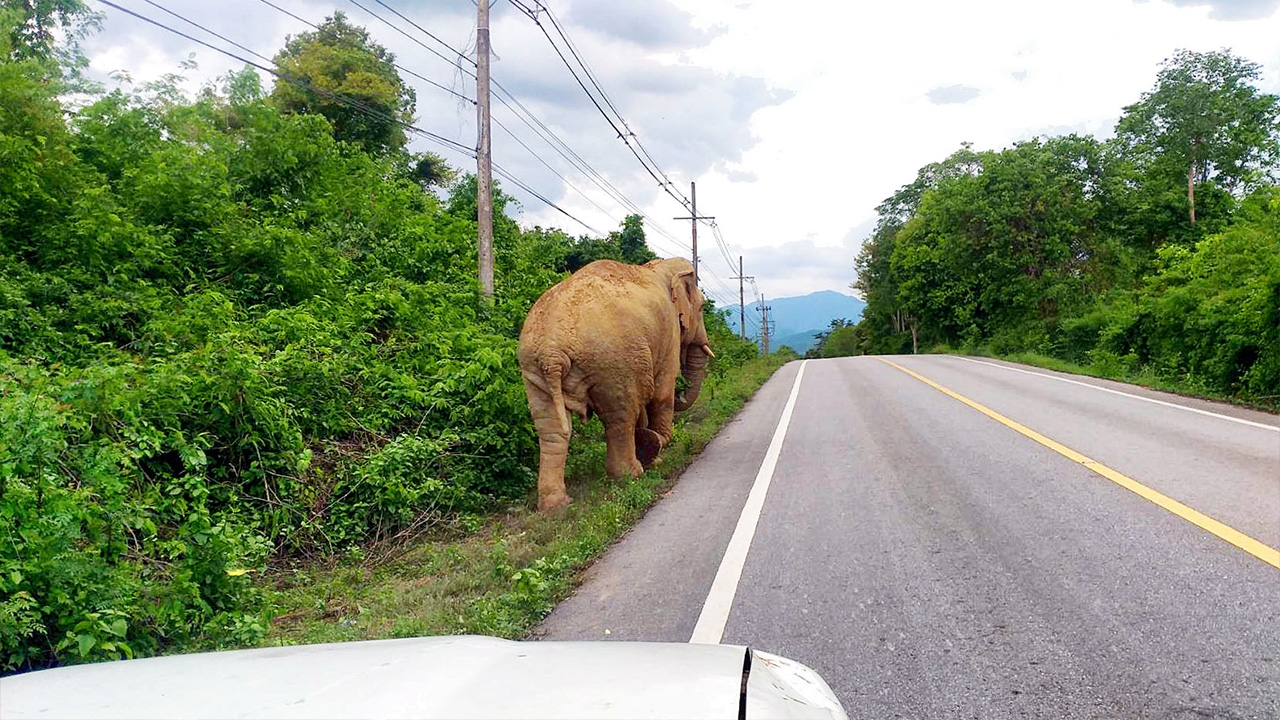 เตรียมติดปลอกคอ “พลายบุญมี” ช้างป่าละอูจอมดื้อ หวังแก้ขัดแย้งคนกับช้าง