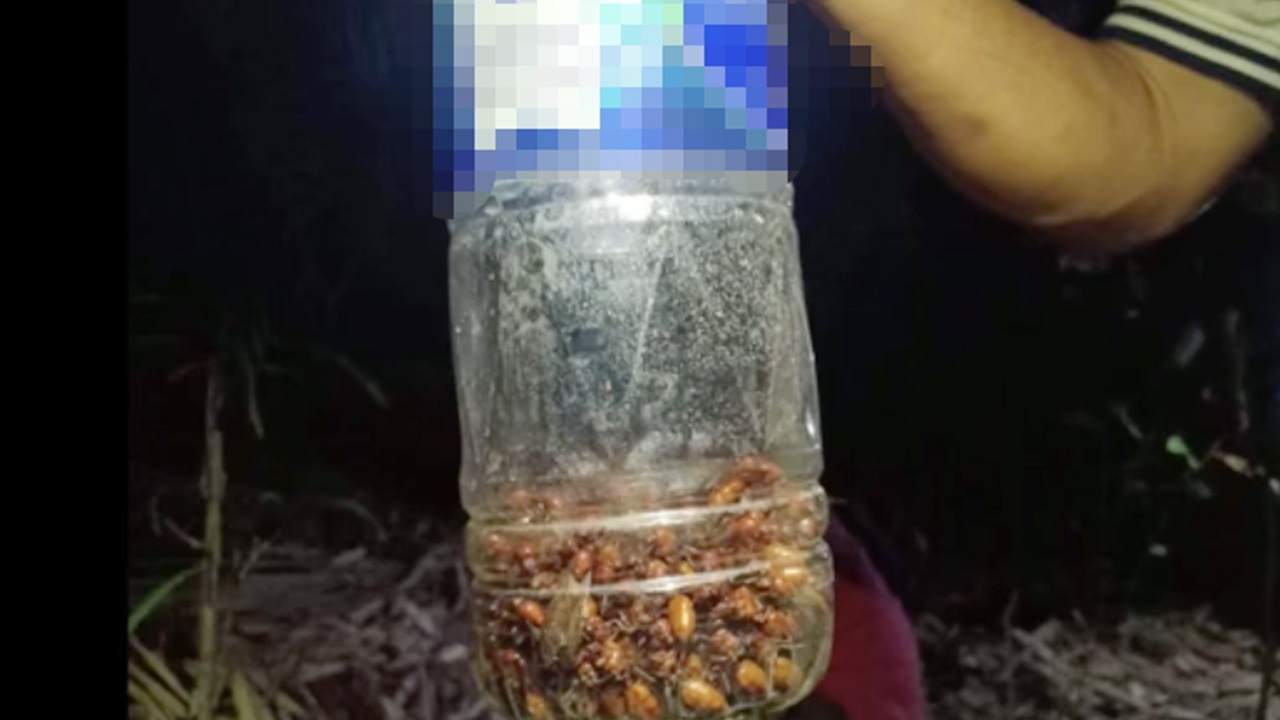 ชาวบ้าน อ.สารภี แห่ดักแมงมันกลางดึก หวังส่งขายตลาด กก.ละ 2 พันบาท