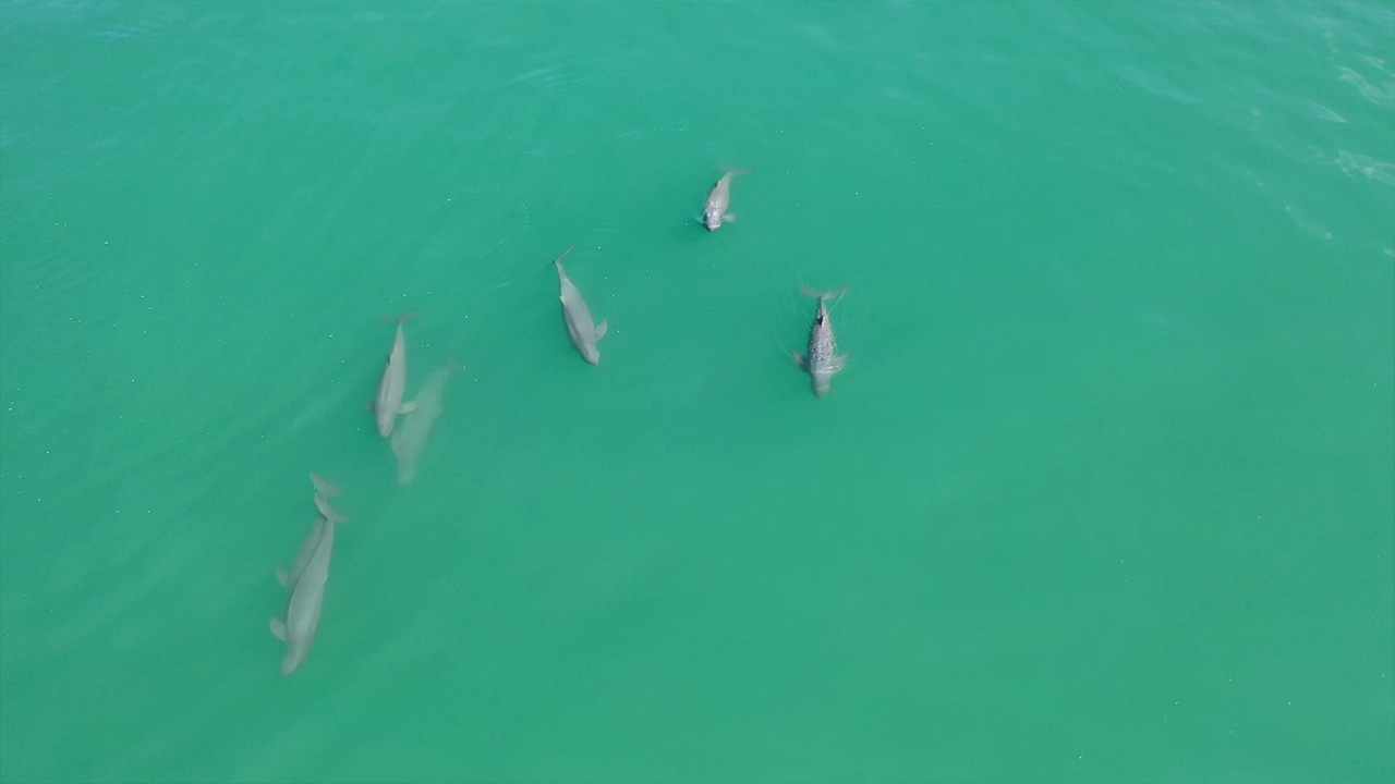 เริ่มฟื้นตัว พบฝูง "โลมาอิรวดี" นับ 10 โผล่ทะเลใกล้เกาะช้าง จ.ตราด