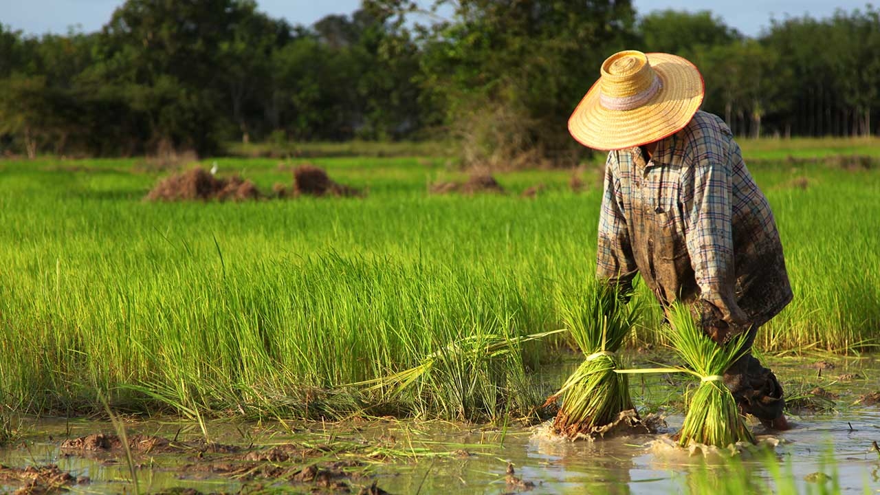 ผู้ปลูกพืชตรวจสอบรายชื่อวันนี้ ถึง 15 พ.ค.