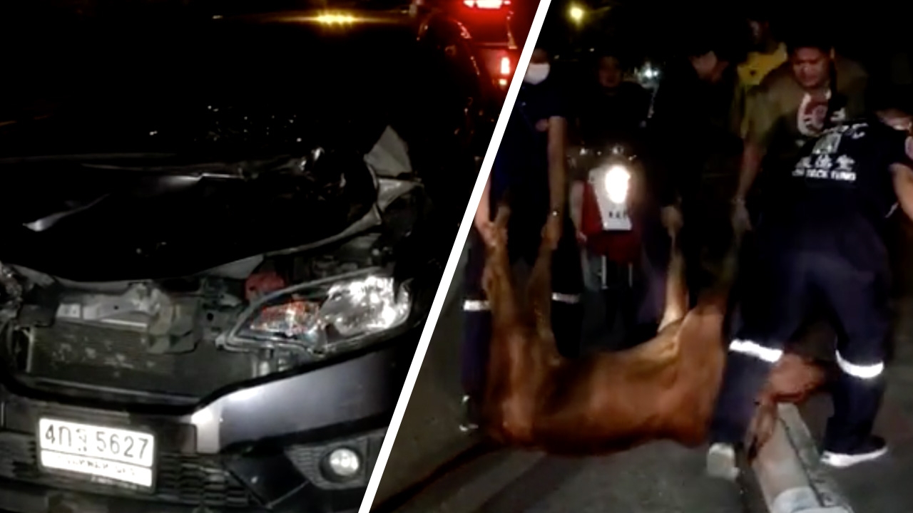 สลด! วัวหลุดจากคอกวิ่งตัดหน้าเก๋ง ถูกชนตายจมกองเลือด ย่านบางพลี