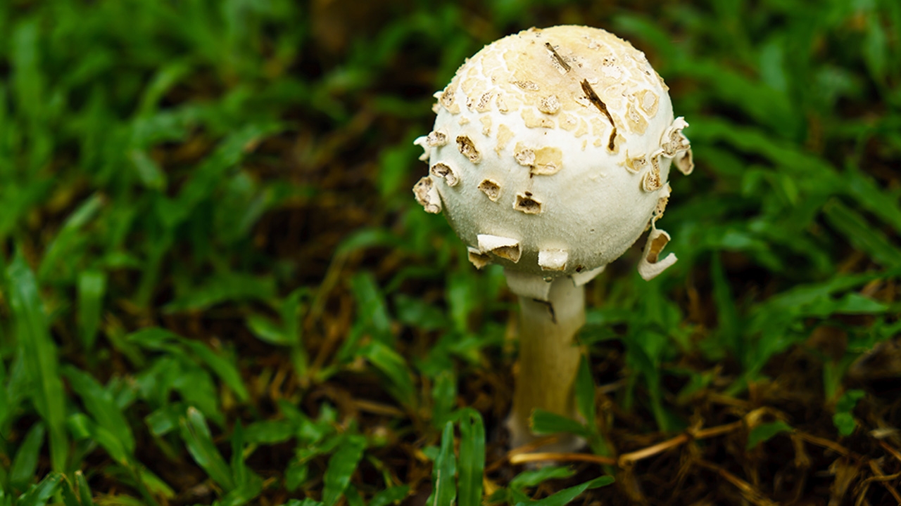 เตือนระวังเห็ดพิษ เผลอกินถึงขั้นเสียชีวิต