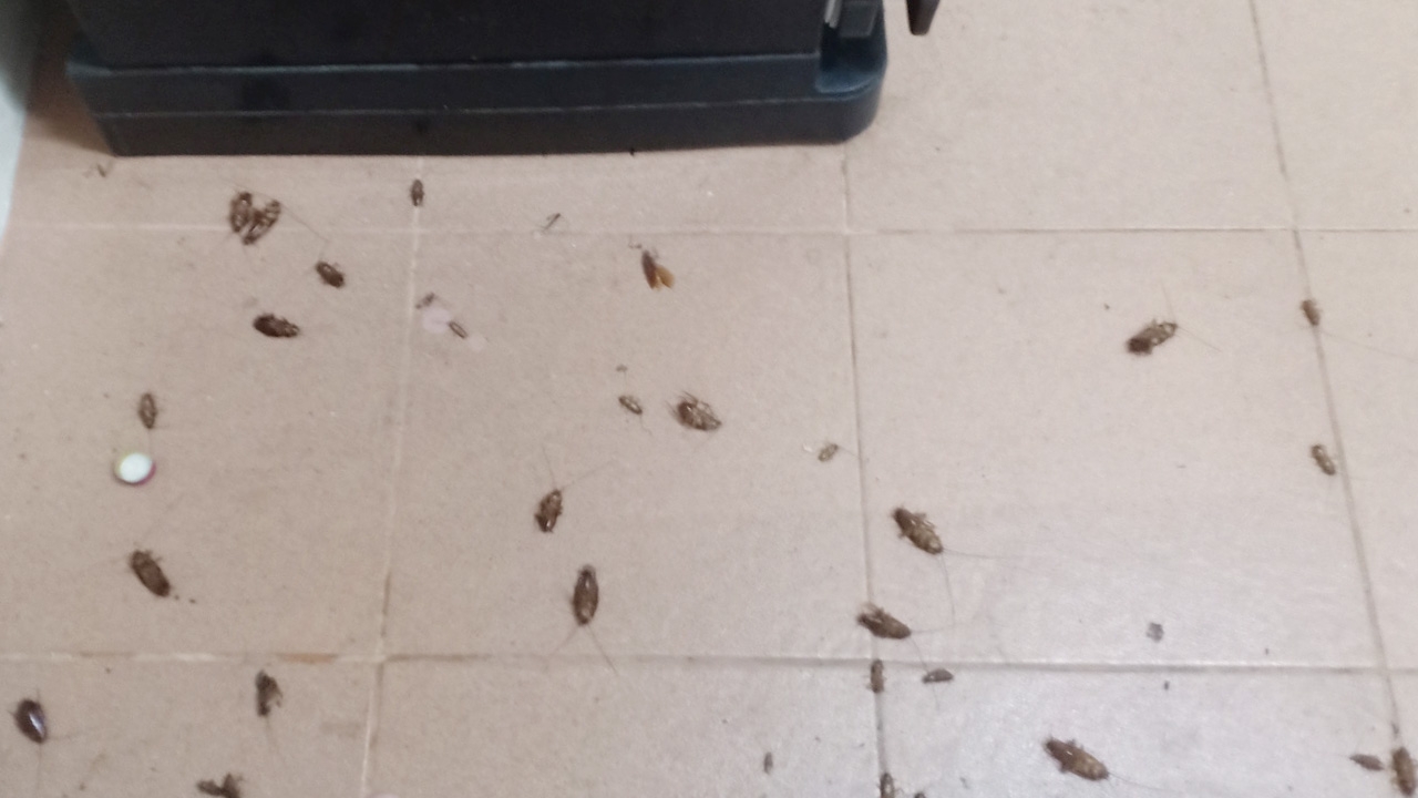 หนุ่มวางแผนโจมตี "รังแมลงสาบ" สุดท้ายโดนทวงแค้น พ่ายแพ้ นอนผวาทั้งคืน