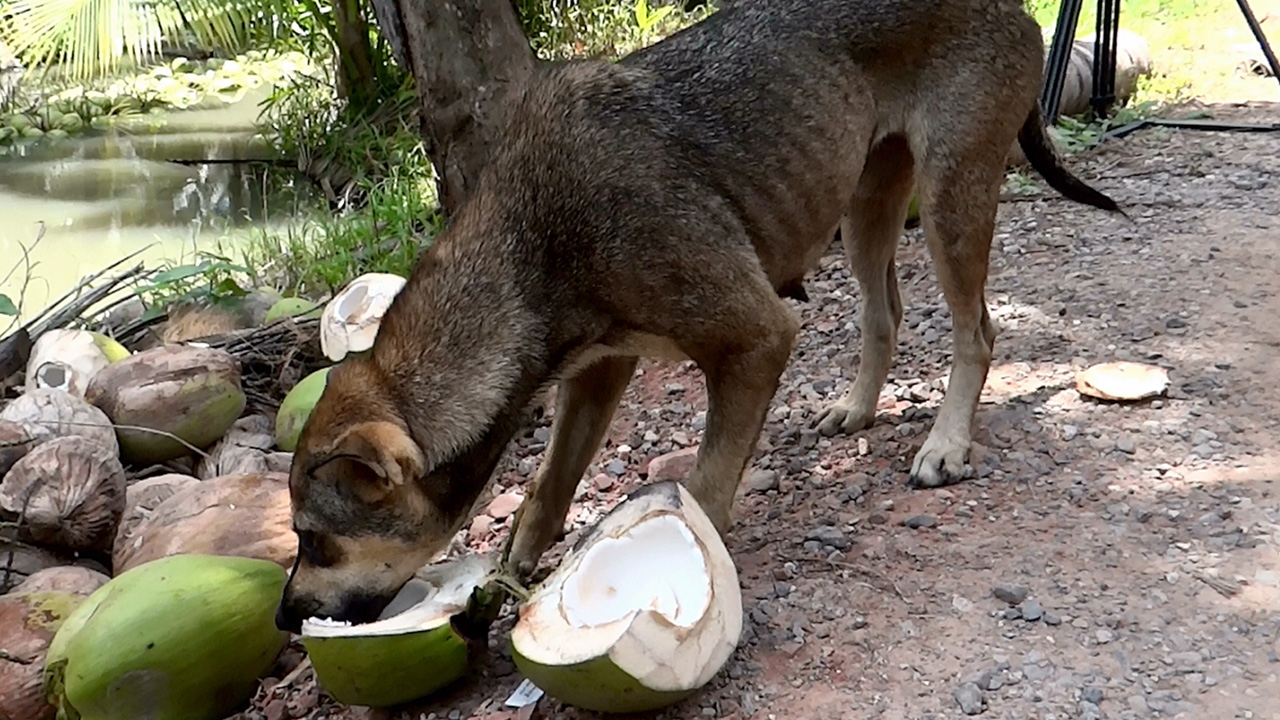 11 น้องหมาหลงใหลมะพร้าวน้ำหอม ขยันทำงานในสวน รอเจ้าของปอกเอาเนื้อให้กิน