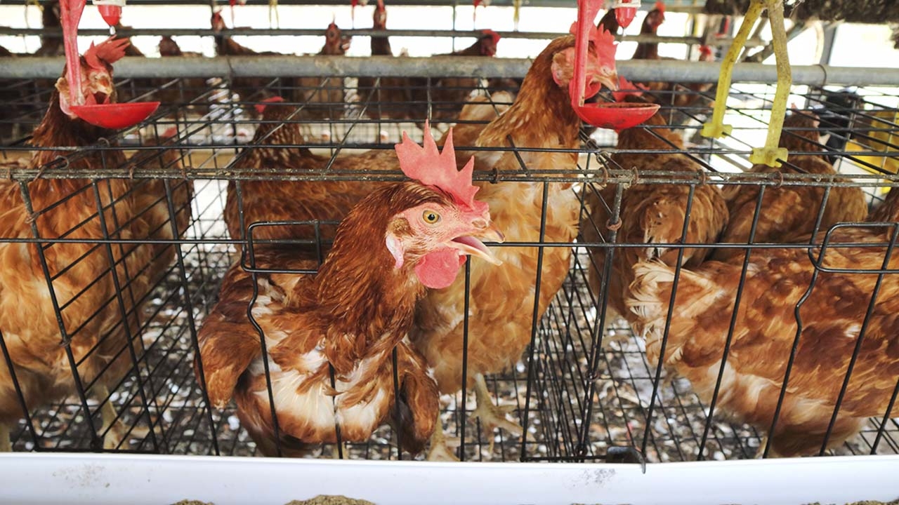 ชาวบ้านเดือดร้อนจากฟาร์มเลี้ยงไก่ ทั้งกลิ่น-น้ำเสีย วอนเจ้าหน้าที่ตรวจสอบ