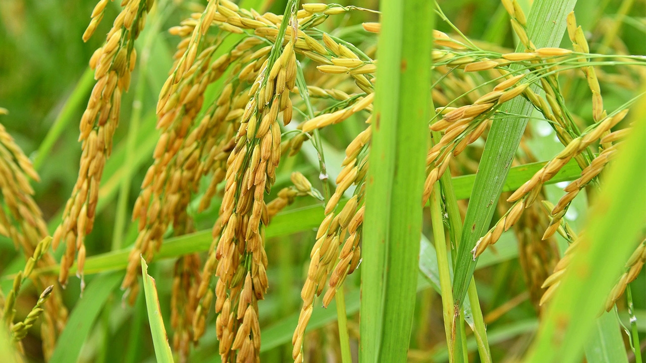ข้าวลดความดันโลหิตสูง