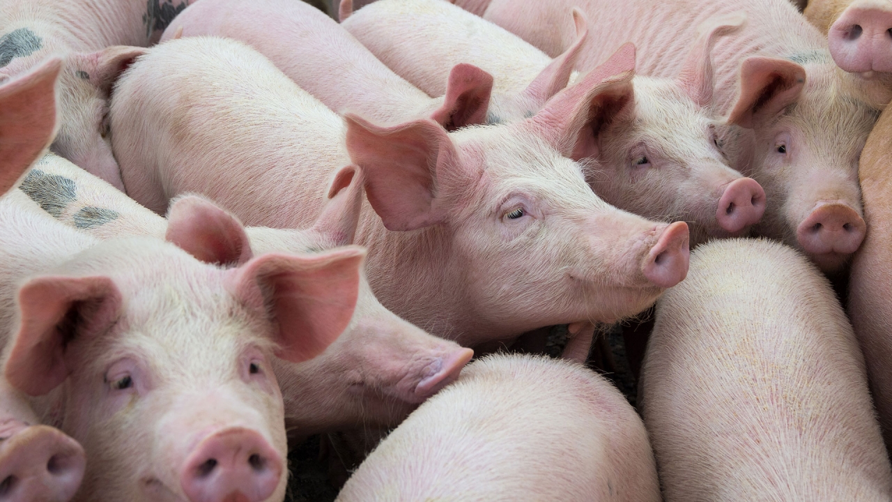 โรคอุบัติใหม่หมูจี 4 สู่คน เชื้อไข้หวัดควบ 3 สายพันธุ์