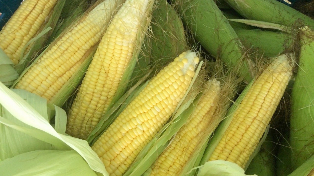 ภาคใต้ปลูกได้แล้ว..ข้าวโพดหวานอินทรีย์ 2