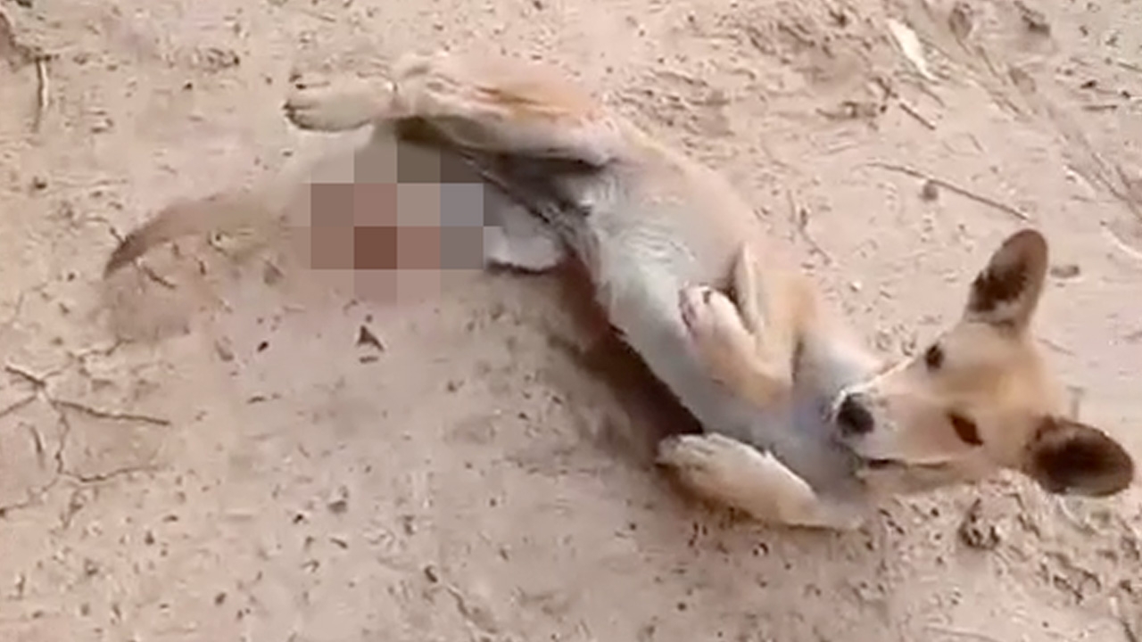 วอนช่วย "เจ้าจ่อย" หมาน้อยขี้เล่น ถูกคนใจบาปฟันขาขาดเจ็บหนัก สุดเวทนา 