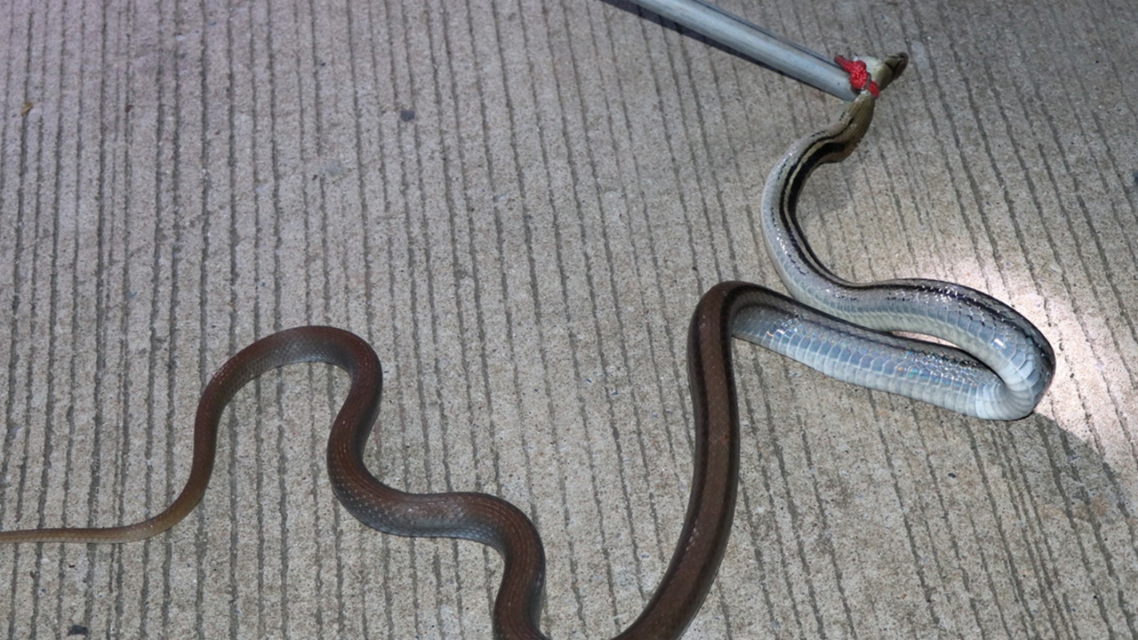 งูแสงอาทิตย์ แอบบุก ป.ป.ช. กลางดึก ไม่รอดพ้นสายตายาม โร่แจ้งกู้ภัยฯ ช่วยจับ