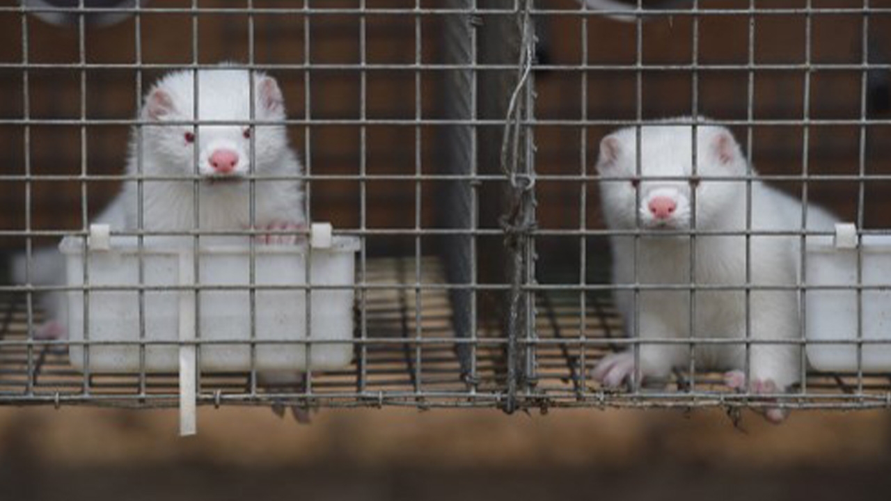 สเปนสั่งกำจัด ‘ตัวมิงก์’ ร่วม 100,000 ตัว หลังพบติดโควิดเกือบทั้งฟาร์ม