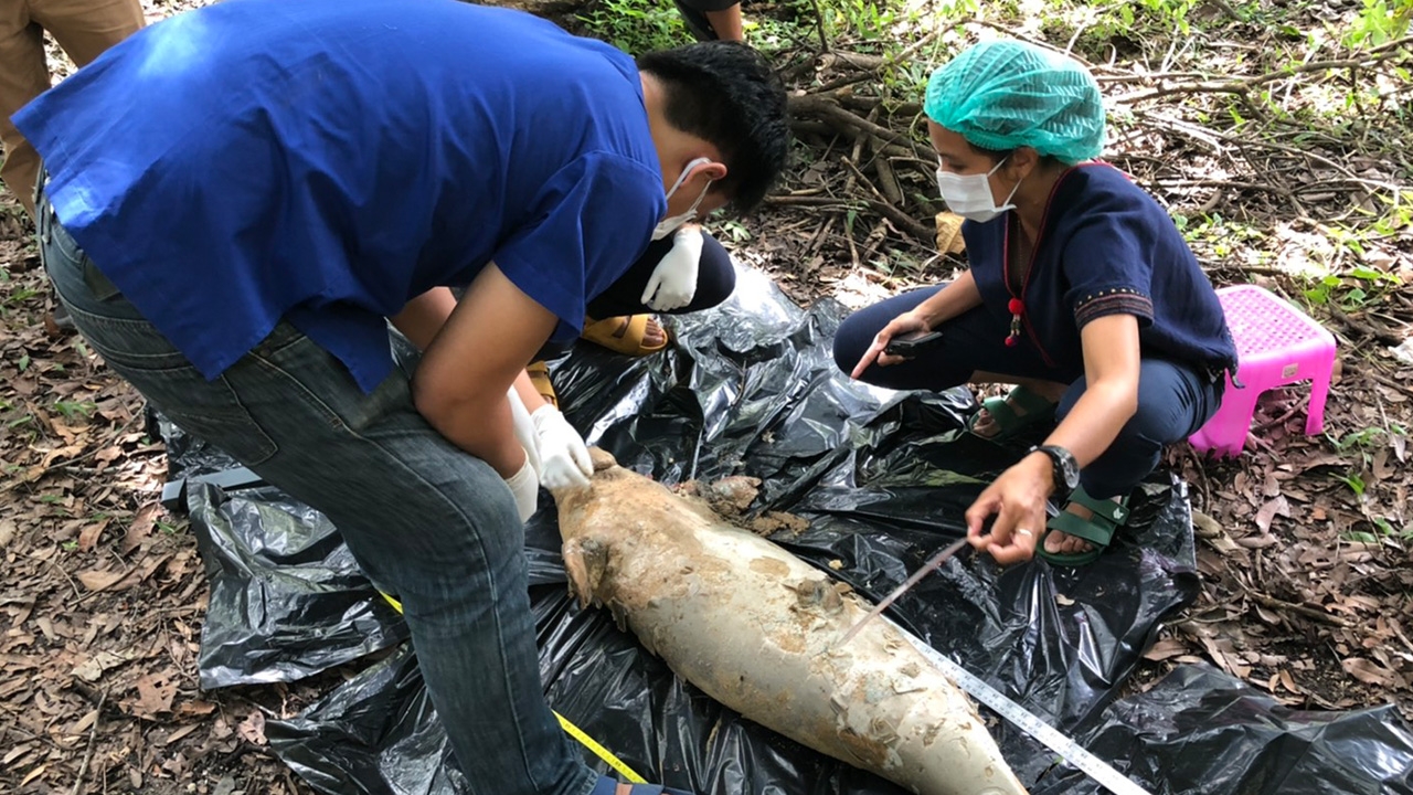 ชันสูตรลูกพะยูนที่กระบี่ พบอวัยวะแหลกเหลว คาดหลงกับแม่คลื่นซัดกระแทกหิน