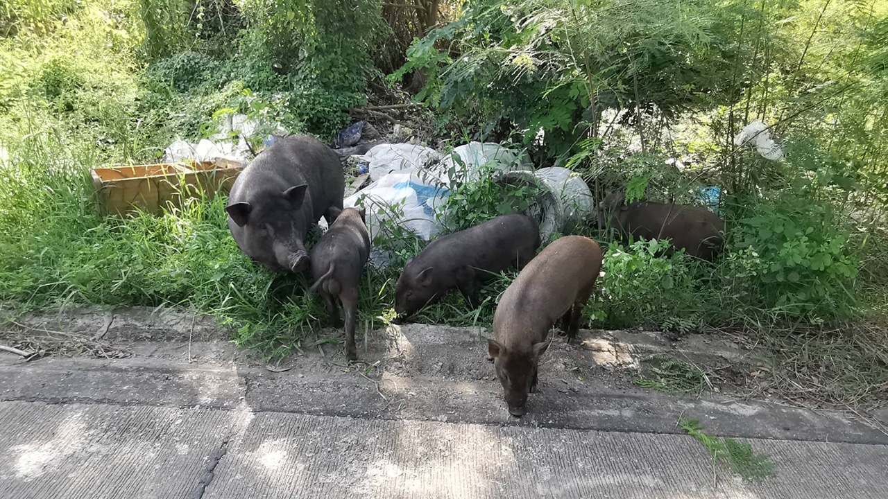 วอนช่วยหมูป่าแม่ลูก 5 ตัว เร่ร่อนย่านไทรน้อย หลังไม่พบเจ้าของเป็นเวลานาน
