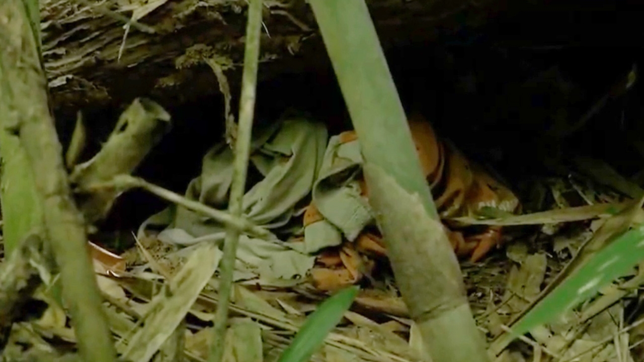 ตามรอย "เสื้อสีส้ม" เชื่อเป็นหลักฐานสำคัญ ไขปริศนาคดี "น้องชมพู่" (คลิป)