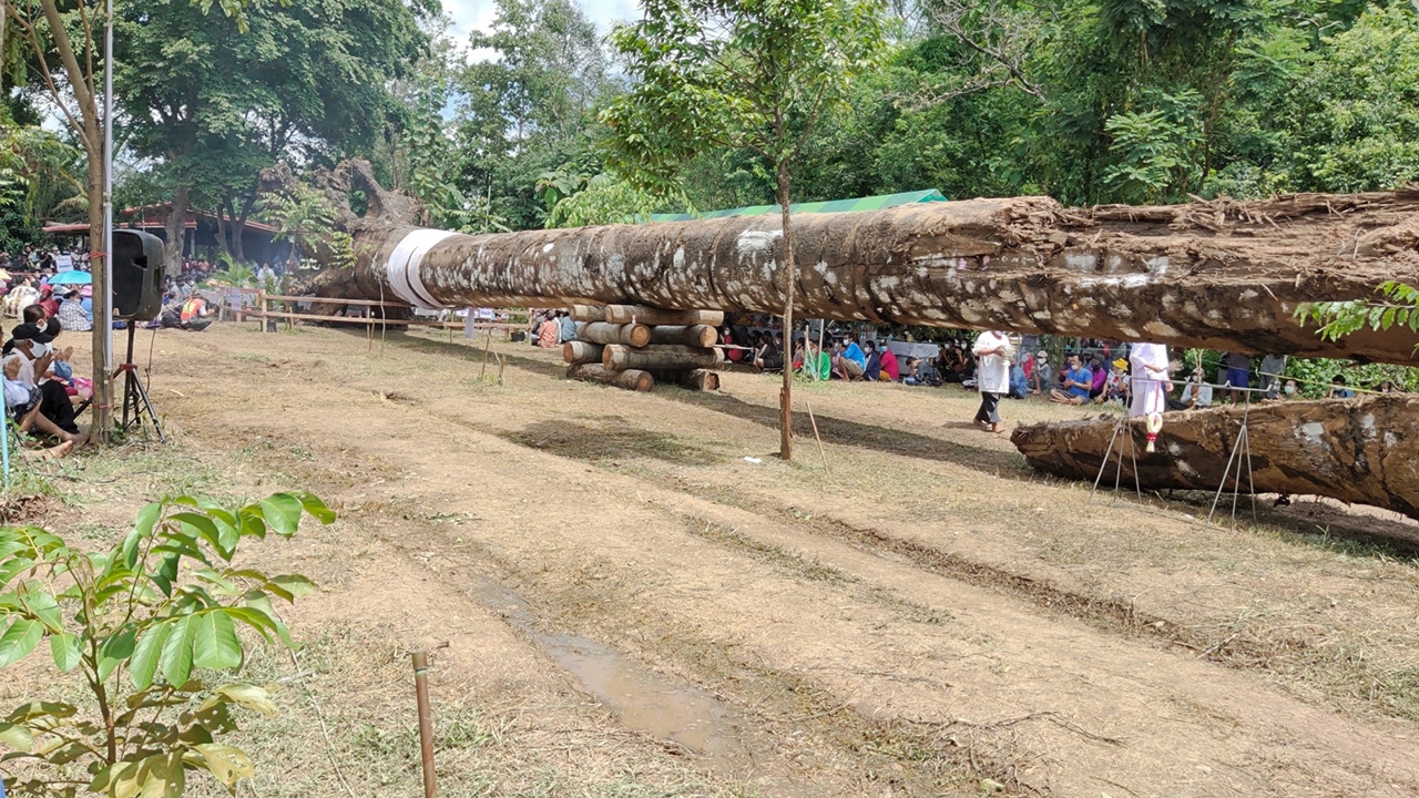 ตะเคียนยักษ์ 700 ปีโผล่น้ำยม ชาวบ้านแห่อัญเชิญ ส่องเลขเด็ดธูปเสี่ยงทาย