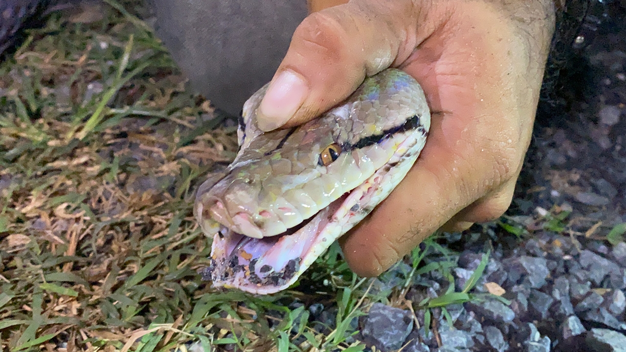 ตำรวจมา 15 นายจับ "งูเหลือม" ยาว 2 เมตรกินไก่ชาวบ้าน ตายไป 4 ตัว