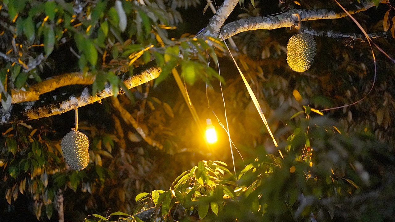 ชาวสวนบันนังสตา ทดลองติดไฟสีส้มไล่ผีเสื้อ ตัดวงจรหนอนเจาะเมล็ดทุเรียน