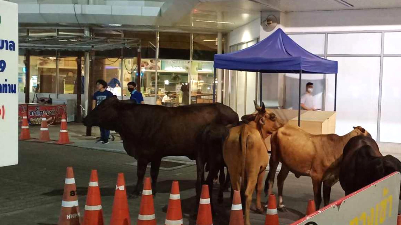 แตกตื่น ฝูงวัววัยรุ่น 6 ตัว ชวนกันมาเที่ยวห้างฯกลางเมืองแพร่