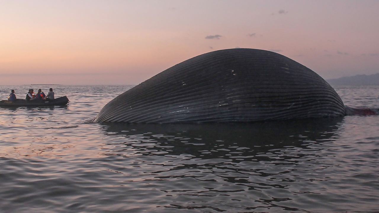 เศร้า วาฬสีน้ำเงินยาว 23 เมตร ตายปริศนา เกยหาดอินโดนีเซีย