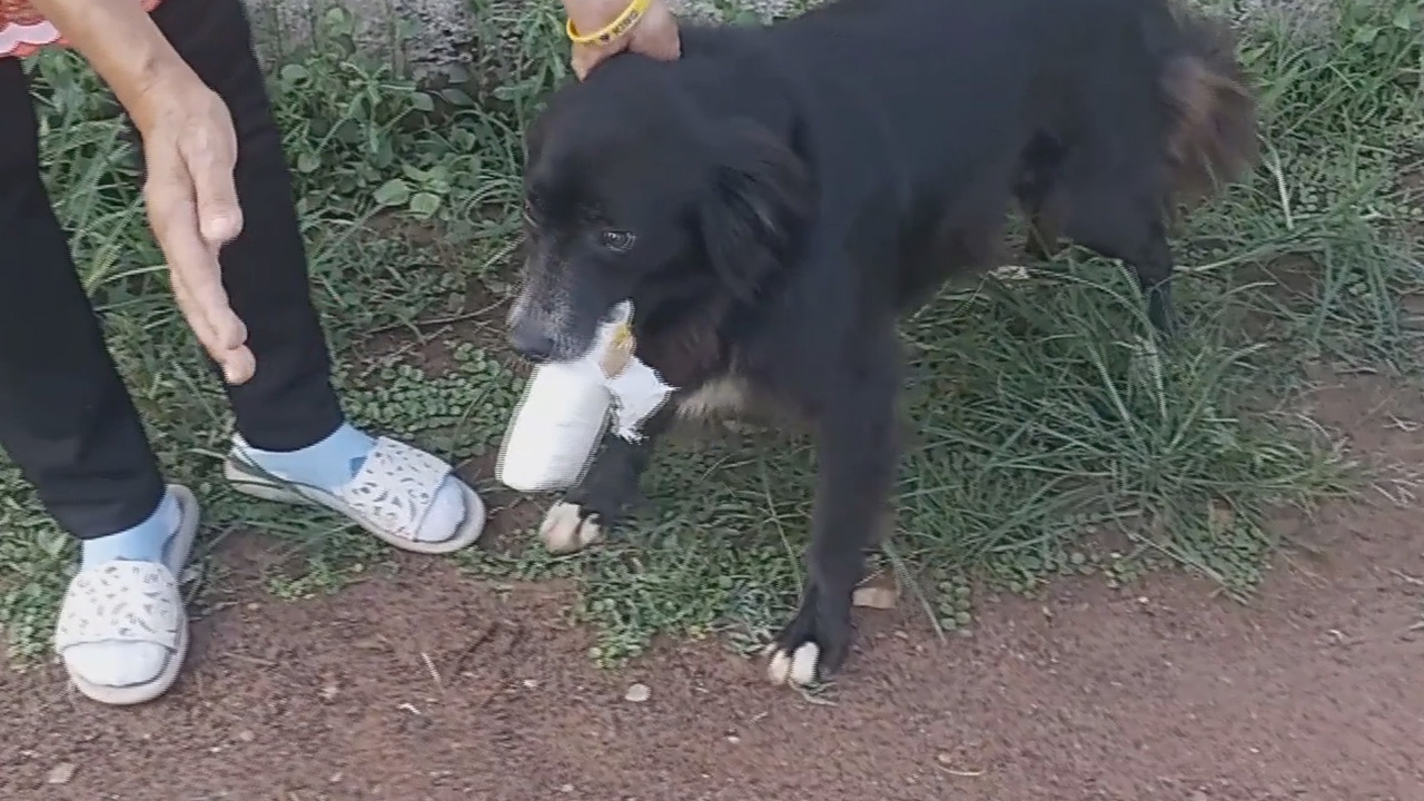 ยาบ้าใคร มารับที่โรงพัก ฝีมือ "เจ้าลำภู" สุนัขหนุ่ม คาบถุงมาแทะเล่น