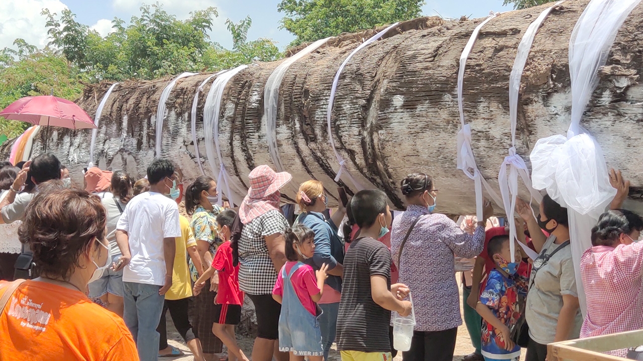 คึกคัก แห่ชม "ตะเคียนทองยักษ์" โรยแป้งขาวโพลน ส่อง-กว้านซื้อเลขเด็ด