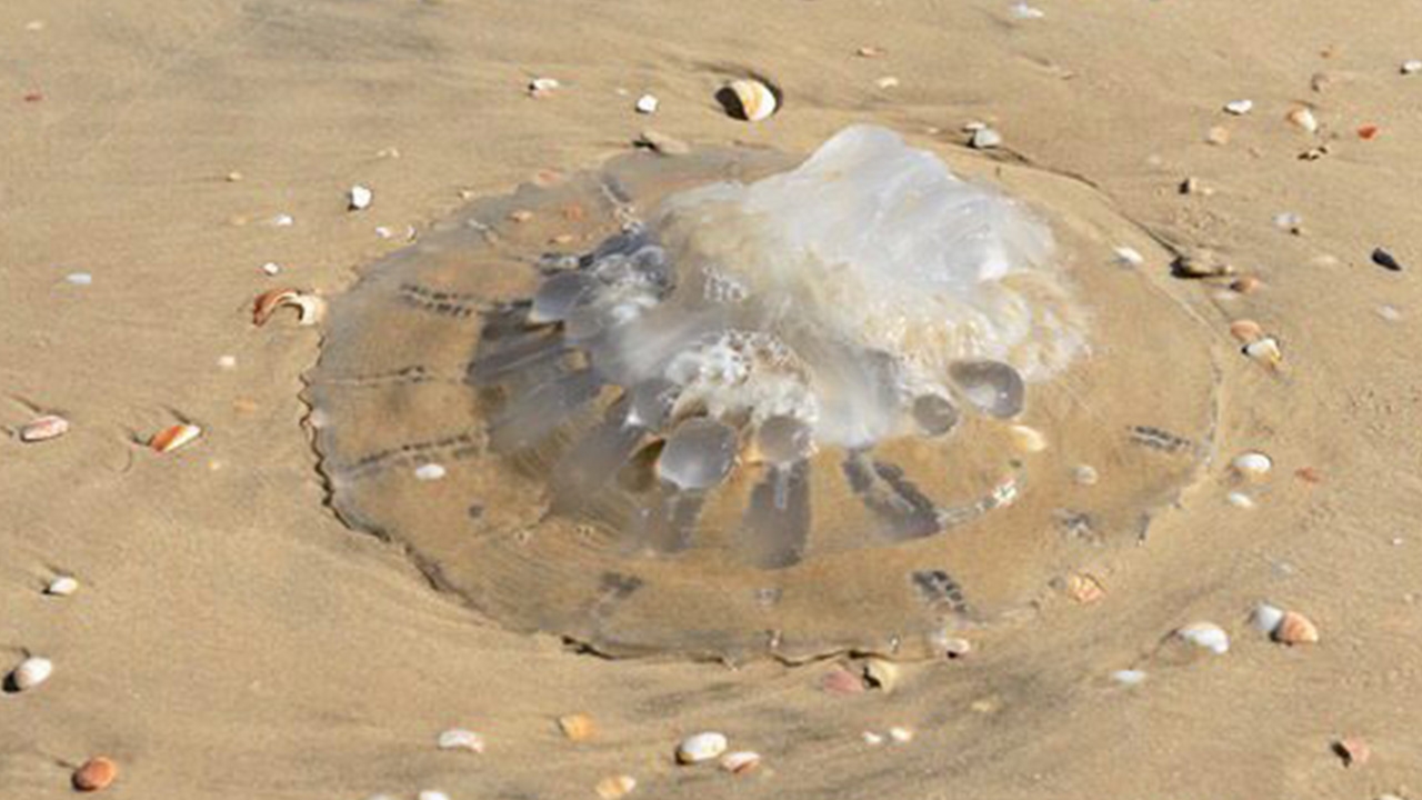 เตือนพิษ "แมงกะพรุนกล่อง" อันตรายถึงชีวิต แนะวิธีป้องกัน การปฐมพยาบาลเบื้องต้น