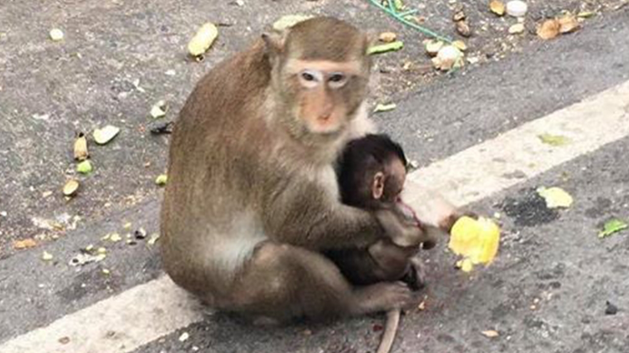 สลดใจ แม่ลิงเศร้ากอดร่างลูกน้อยโดนรถชนตาย วอนคนขับด้วยความระมัดระวัง