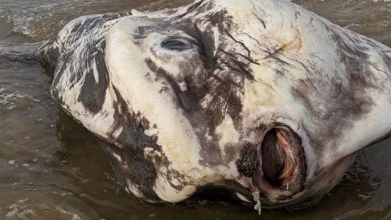 นักท่องเที่ยวผงะ เจอปลายักษ์หน้าตาประหลาดตายเกยตื้นชายหาดออสเตรเลีย