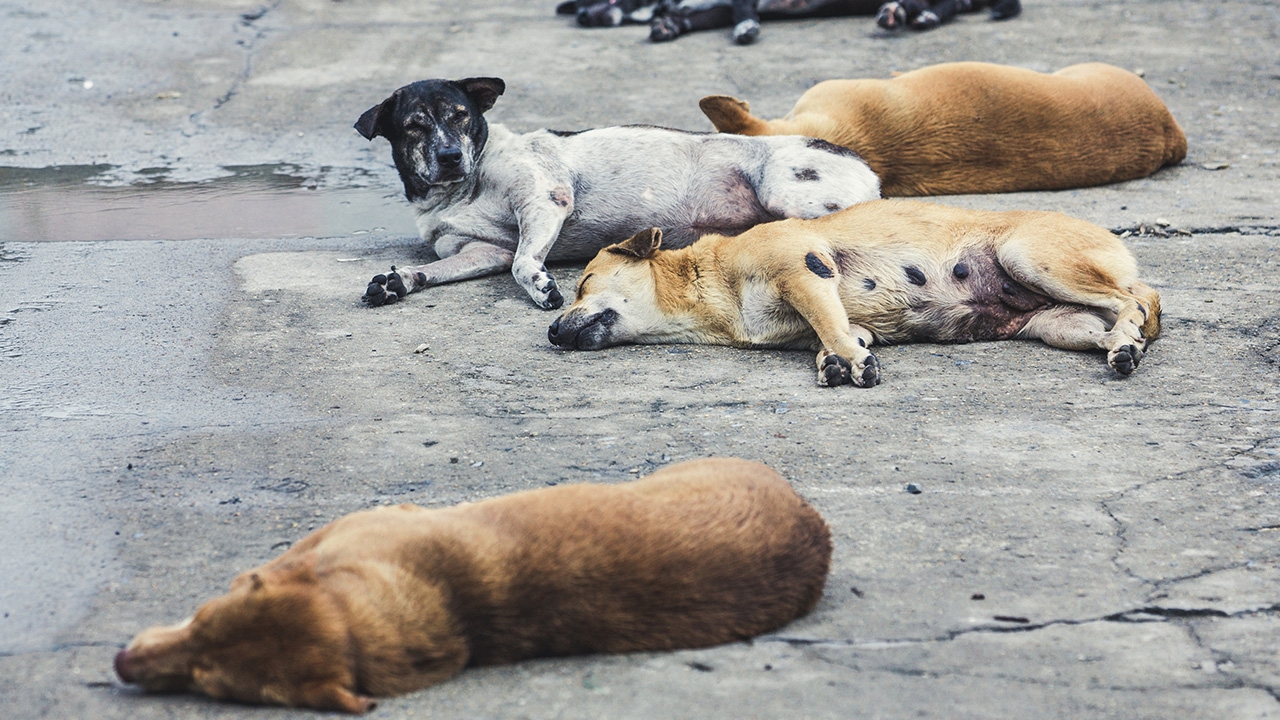ญาติผู้ชายมีเพศสัมพันธ์กับหมา วอนจบเรื่องหยุดแชร์คลิป พบป่วยทางจิต