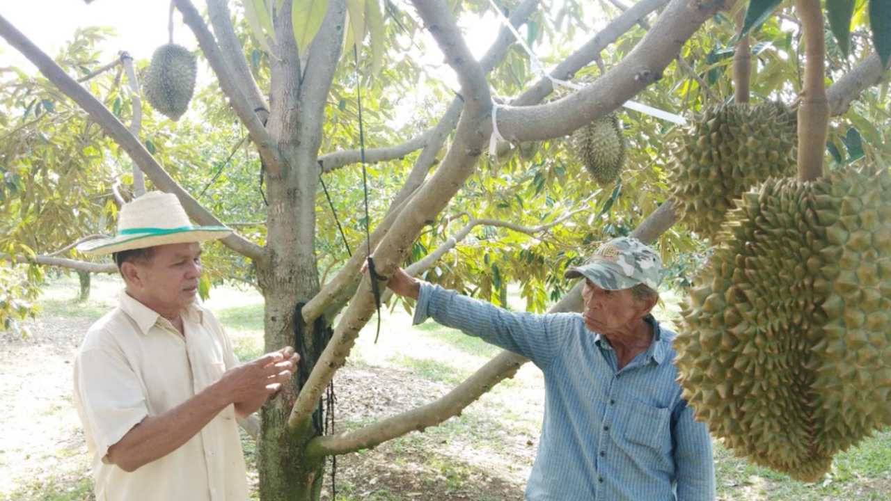  สวนทุเรียนบ้านรักไทย ขายล่วงหน้า ประกันความเสี่ยง ไม่กระทบโควิดฯ 