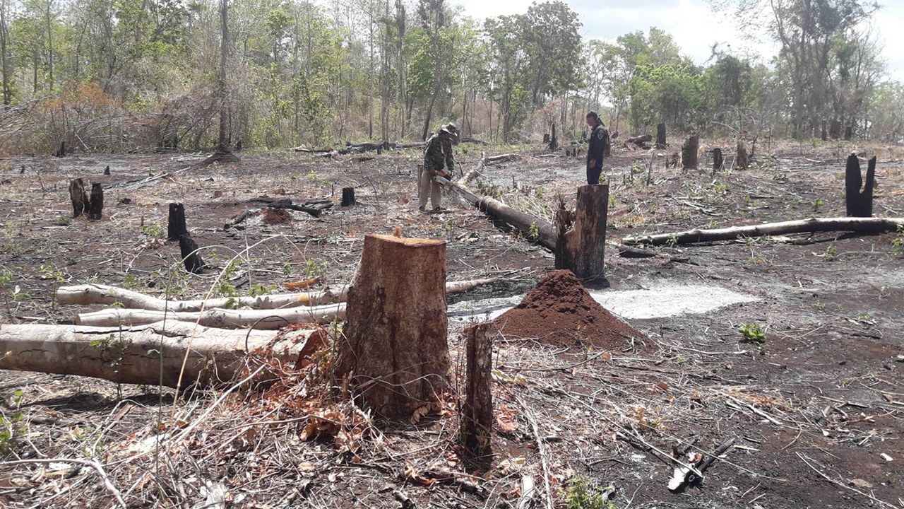 มือดีรุกป่าตัดต้นไม้ เผาเรียบ 26 ไร่ป่าสงวนบ่อแก้ว หวังปลูกมัน 