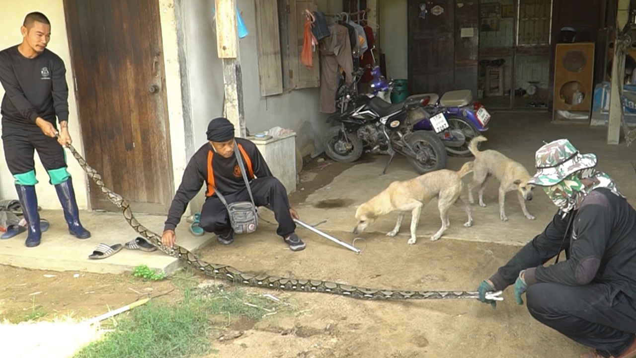หนุ่มชัยนาทขนลุก เจองูเหลือม 4 เมตร ร้องกู้ภัยช่วยจับ เชื่ออาจมาให้โชค