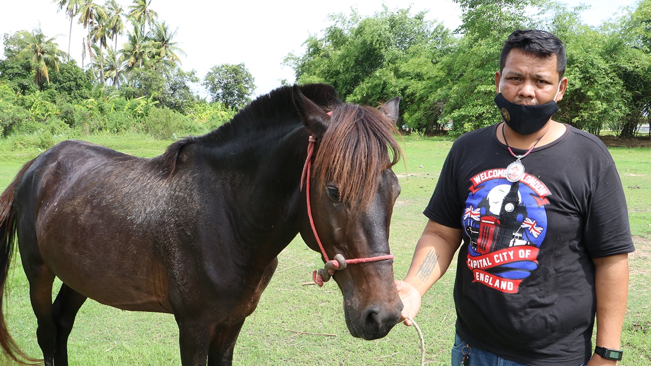 คนเลี้ยงม้าสตั๊นท์ วอนรัฐจ่ายชดเชยแก่เกษตรกร ที่สูญเสียม้าจากโรคระบาด