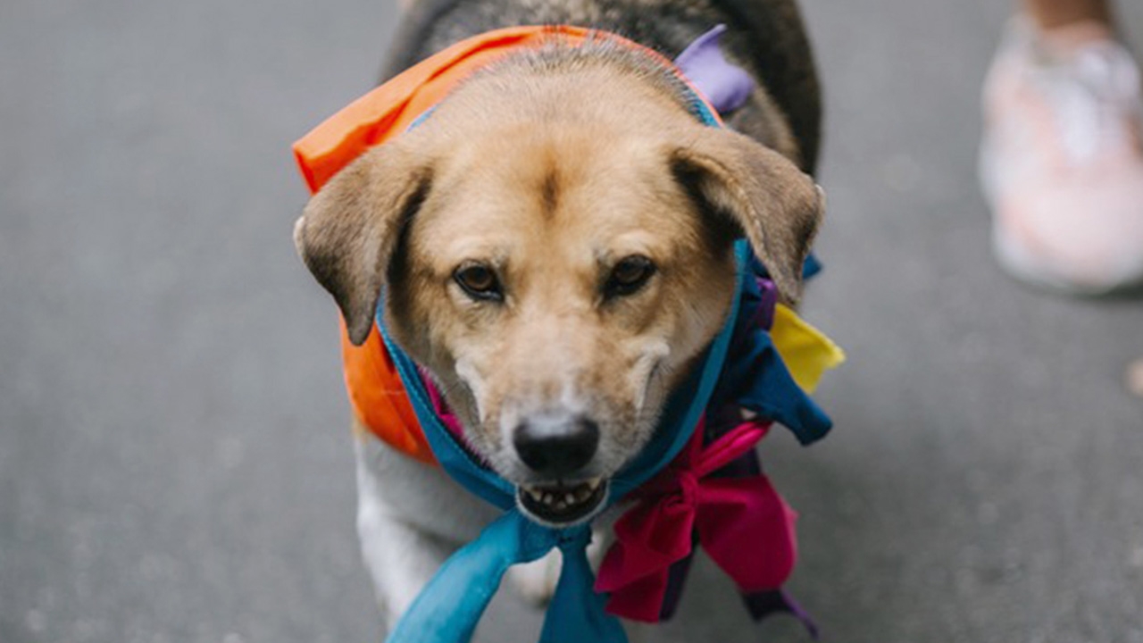 สั่งตั้งกก.สอบ ส.ต.ท.สังกัด ตชด.33 มีเจตนาฆ่า “เตี้ย มช.” หรือไม่